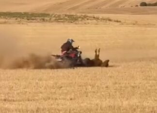PACMA exige responsabilidades por la muerte de una vaquilla atropellada en un encierro en Bolaños de Campos Atropello en Bolaños de Campos de una vaquilla
