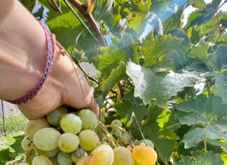Ensayan en Palencia el cultivo de uva de mesa de nuevos sabores para diversificar la vendimia en Castilla y León